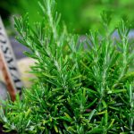 Planta care LUMINEAZĂ MINTEA. Trebuie să o ai în ghiveci, deoarece are întrebuințări și beneficii multiple