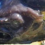 Captură terifiantă! Un pescar din Rusia a prins un pește cu un aspect înfricoșător: „Seamănă cu un extraterestru"