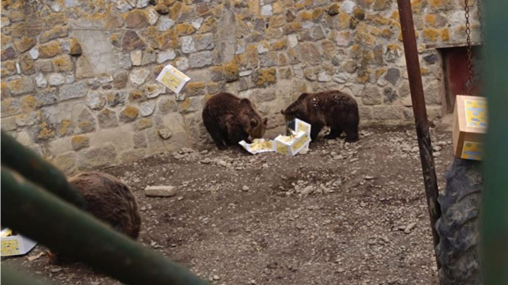 Urșii de la o Grădina Zoologică din România au ieșit din bârlog. „Cred că primăvara e aproape”
