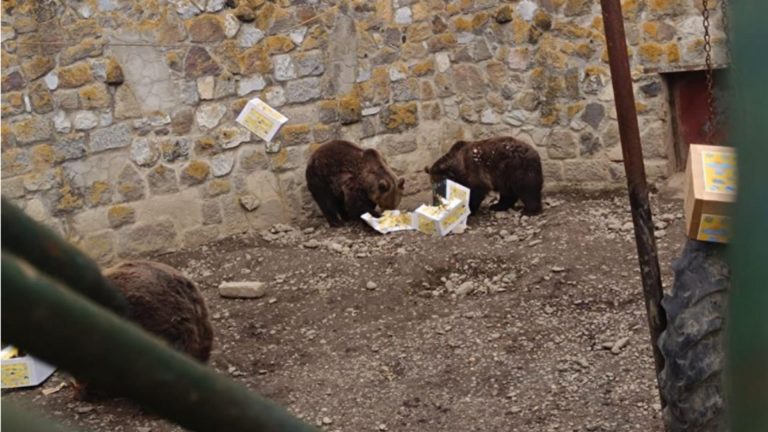 Urșii de la o Grădina Zoologică din România au ieșit din bârlog. „Cred că primăvara e aproape”