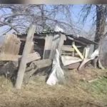 Gospodării distruse de urși. Oamenii sunt terifiați de fiarele sălbatice
