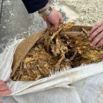 Percheziții ample în Ilfov la contrabandiștii cu tutun. Grupul infracțional a comercializat ilegal 15 tone de tutun