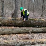 Nereguli grave, constatate de Corpul de control al Ministerului Mediului în urma verificărilor la Romsilva. SUMELE lipsă sunt halucinante