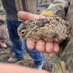 Pompierii buzoieni au salvat un pui de iepure dintr-un incendiu de vegetație nimicitor