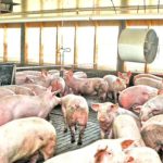 Focar de pestă porcină în Satu Mare. Al doilea din județ. Măsuri drastice luate de autorități