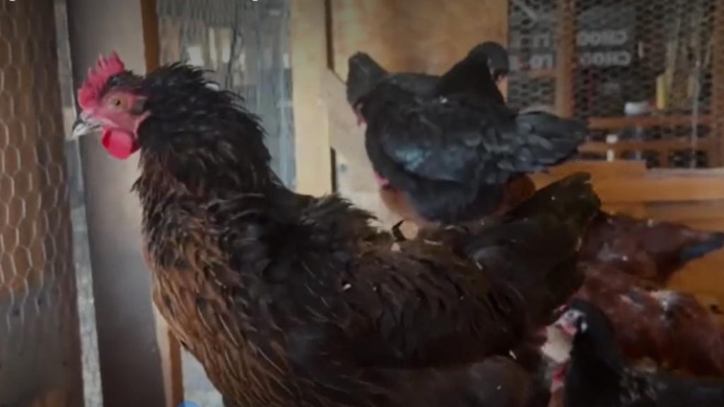 Găini de ÎNCHIRIAT, noua ofertă pentru americani, pe fondul crizei de ouă - VIDEO