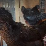 Găini de ÎNCHIRIAT, noua ofertă pentru americani, pe fondul crizei de ouă - VIDEO