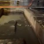 Igrasie și șobolani morți, în subsolul unui spital cunoscut din țară. Manager: Oamenii trebuie să intre echipați ca să suporte mirosul