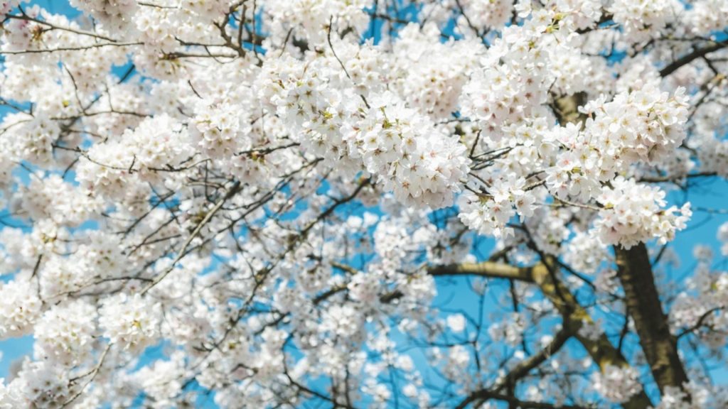 Vreme extremă în România: temperaturi de vară urmate de o răcire bruscă. 31 de grade Celsius, azi, în termometre
