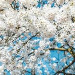 Vreme extremă în România: temperaturi de vară urmate de o răcire bruscă. 31 de grade Celsius, azi, în termometre