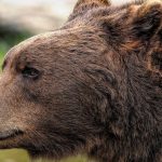 Bărbatul atacat de urs în Predeal este șeful Salvamont din stațiunea montană. Noi informații despre teribilul incident