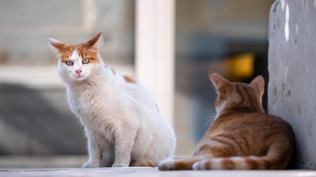 Vești buni pentru posesorii de animale de companie! Regulile se schimbă în privința accesului câinilor și pisicilor în instituțiile publice din București