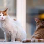 Vești buni pentru posesorii de animale de companie! Regulile se schimbă în privința accesului câinilor și pisicilor în instituțiile publice din București
