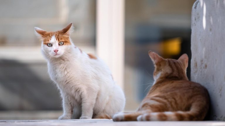 Vești buni pentru posesorii de animale de companie! Regulile se schimbă în privința accesului câinilor și pisicilor în instituțiile publice din București