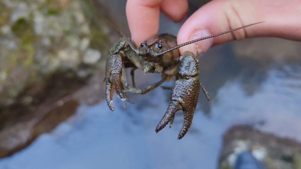 Racul BIHOREAN, o specie unică în lume. Povestea cercetătorului care l-a descoperit