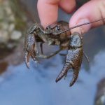 Racul BIHOREAN, o specie unică în lume. Povestea cercetătorului care l-a descoperit