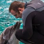 Ce se va întâmpla cu trupul lui Chen Chen, îndrăgitul DELFIN de la Constanță care a murit în weekend?