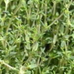Planta cu cel mai puternic efect antiviral - te scapă de tuse și ține gripa la distanță. Multe gospodine o au în bucătărie
