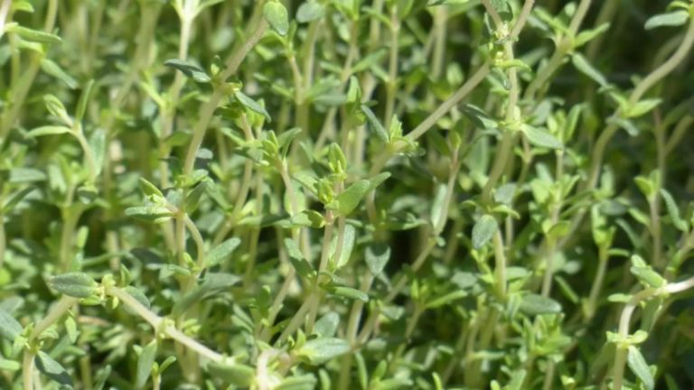 Planta cu cel mai puternic efect antiviral - te scapă de tuse și ține gripa la distanță. Multe gospodine o au în bucătărie