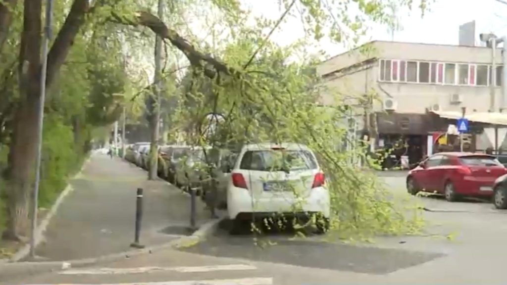 Copaci prăbușiți în București, sectorul 6. Cod portocaliu de furtună, autoritățile avertizează populația să se protejeze