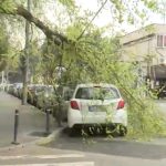 Copaci prăbușiți în București, sectorul 6. Cod portocaliu de furtună, autoritățile avertizează populația să se protejeze