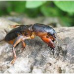 Cum scapi de coropișnițele din grădină. Amestecul minune cu care îți poți salva plantele