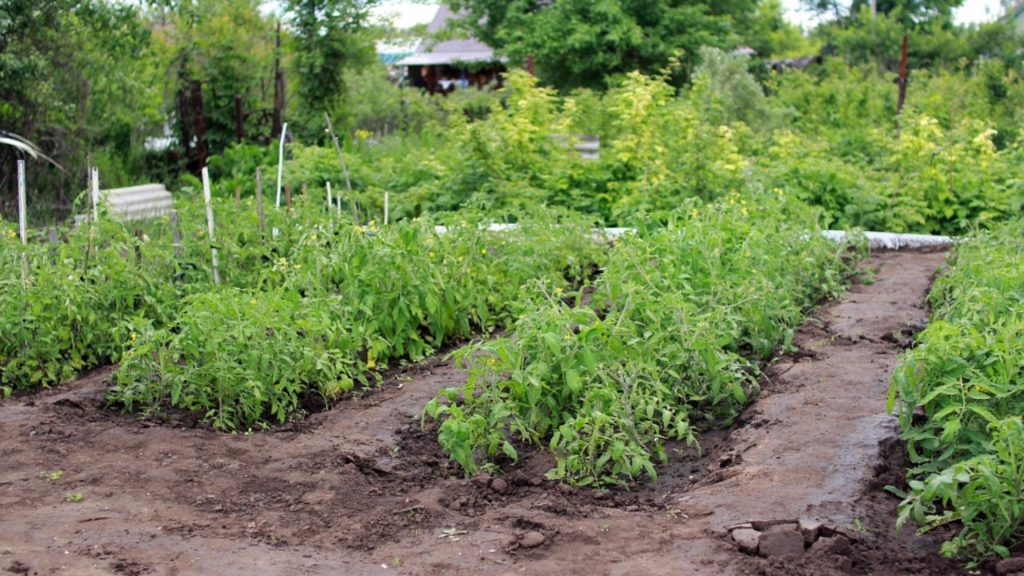 Legumele pe care le poți planta în grădină, în luna aprilie. Secretul grădinarilor pentru o recoltă bogată
