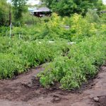 Legumele pe care le poți planta în grădină, în luna aprilie. Secretul grădinarilor pentru o recoltă bogată