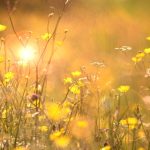Urmează cea mai grea VARĂ din toate timpurile. România, sub amenințarea unei perioade toride: meteorologii anunță temperaturi record și secetă severă