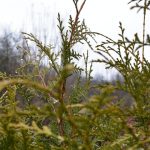 ALERTĂ de vreme rea în România! Ninsori, ploi și vânt puternic în următoarele zile - HARTĂ ANM