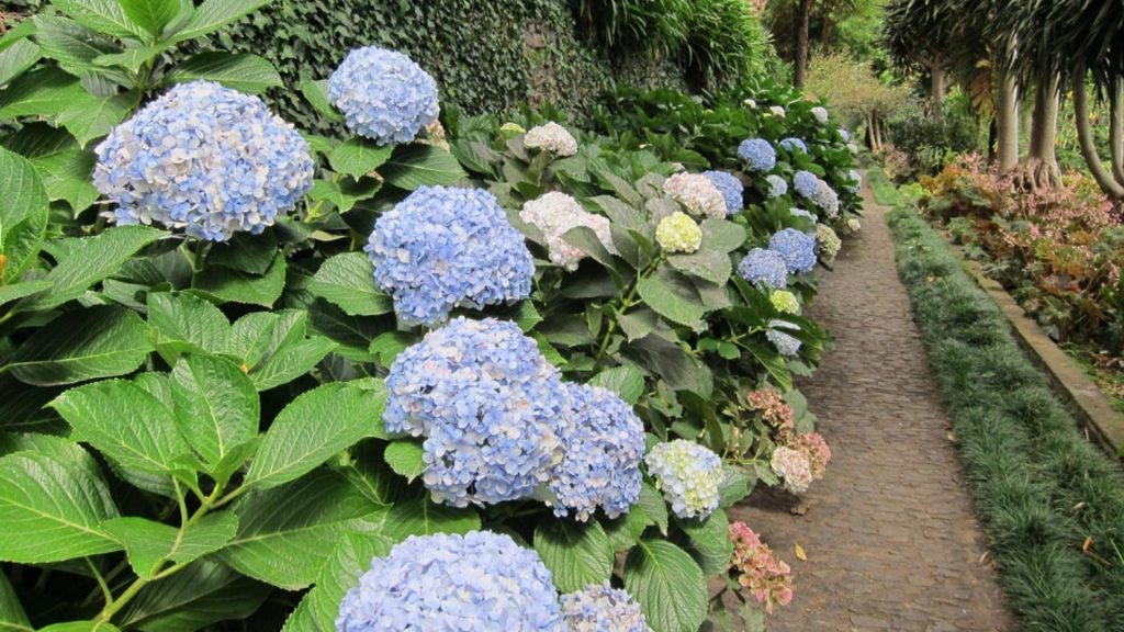 Cum se plantează corect hortensiile, pentru a avea parte de cele mai frumoase flori