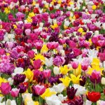 Când se plantează bulbii de lalele ca să înflorească toată primăvara. Secretul florarilor care îți va transforma gradina într-un adevărat paradis