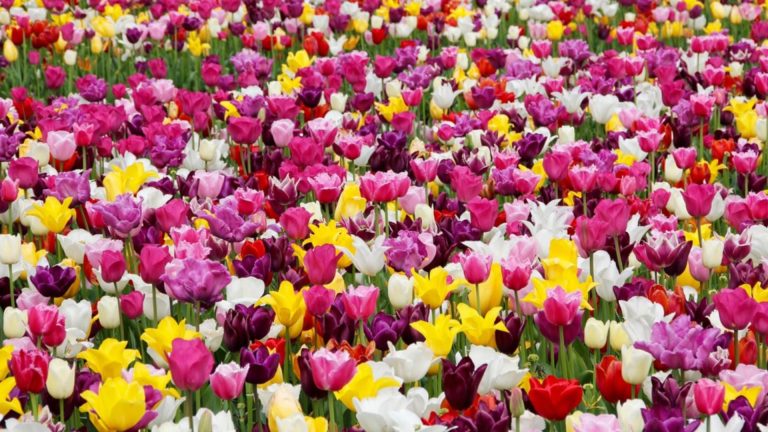 Când se plantează bulbii de lalele ca să înflorească toată primăvara. Secretul florarilor care îți va transforma gradina într-un adevărat paradis