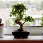 Planta care nu trebuie să îți lipsească din casă anul acesta. Îți va aduce noroc cu carul
