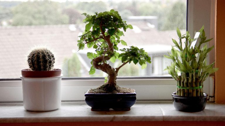 Planta care nu trebuie să îți lipsească din casă anul acesta. Îți va aduce noroc cu carul