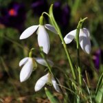 Prognoza meteo 4 martie. Temperaturile cresc cu până la 16 grade! ANM anunță valori nefirești 