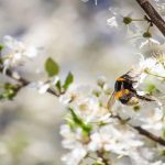 Aer polar peste România. Prognoza meteo pe o lună. Cum va fi vremea de Florii și de Paște - temperaturi nefirești