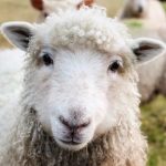 Lovitură pentru ciobanii români: NU mai pot exporta carne în UE