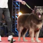 Un indian a dat aproape 5 milioane și jumătate de euro pe un câine-lup. Ce are special animalul?