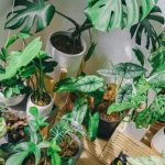 Cum să prepari un insecticid natural pentru plantele tale de apartament. Vei ține insectele și dăunătorii la distanță