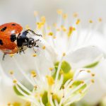 Fenomene meteo neobișnuite, în România. Încălzire bruscă a vremii, temperaturi nefirești: avertismentul directorului ANM
