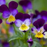 Plantele care shimbă aspectul casei, dar și starea de spirit. Plantează-le pe balcon în luna martie și vei avea parte de o primăvară uluitoare