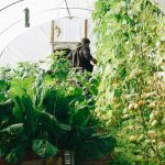 Când trebuie plantate roșiile în solar. Cea mai potrivită perioadă, conform experților. Sfaturi utile despre cum trebuie să procedezi