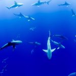 Rechinii nu mai sunt prădătorii tăcuţi ai oceanelor: primele sunete înregistrate de cercetători