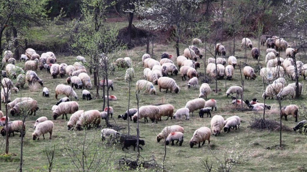 Alertă europeană. Gripa aviară s-a transmis la oi, a fost identificat primul caz