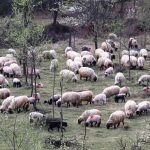 Alertă europeană. Gripa aviară s-a transmis la oi, a fost identificat primul caz