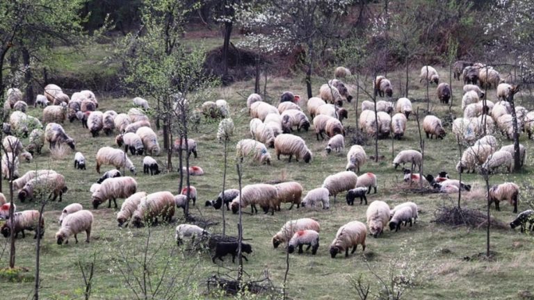 Alertă europeană. Gripa aviară s-a transmis la oi, a fost identificat primul caz