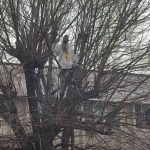 Stegarul Dac recidivează, după ce a fost externat. S-a urcat să protesteze în vârful unui copac VIDEO