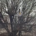 Stegarul Dac s-a dat jos din copacul de la Arestul Central al Poliției după 24 de ore