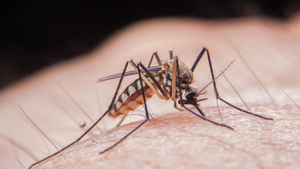 Cum se manifestă alergia la înțepătura de insecte
